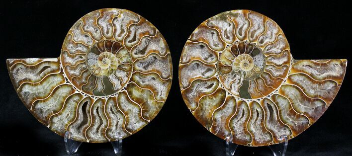 Polished Ammonite Pair - Million Years #21456